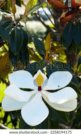 Fully opened southern magnolia with small fly                              