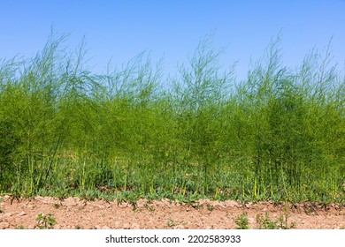 Fully Outgrown Asparagus Field Outdoors