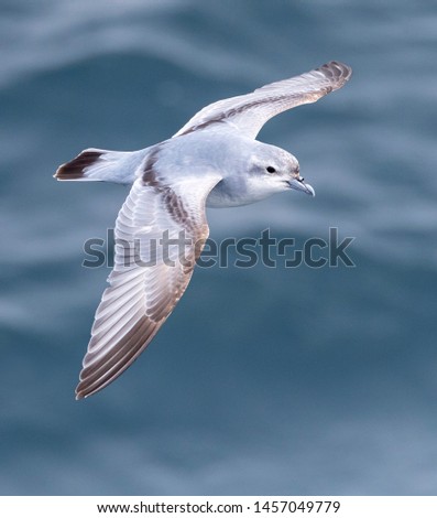 Fulmar Prion (Pachyptila crassirostris) in flight over the southern pacific ocean near Antipodes islands in subantarctic New Zealand. Seen from above.