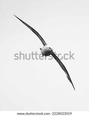 Similar – Image, Stock Photo Swift soaring with fully extended wings against blue sky