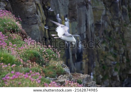Fulmer diving head first off the cliffs into the sea breeze with the North Sea below. Wild sea flowers in the foreground.