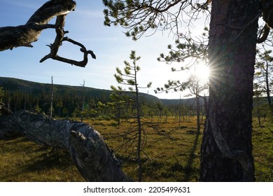 Fulufjallet National Park In Dalarna, Sweden. Popular Tourist Destination For Hiking. Selective Focus.