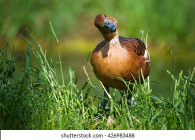 Fulvous whistling-duck (Dendrocygna bicolor) in beautiful colors and funny face