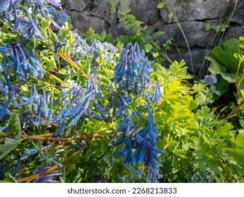Fumewort or blue corydalis (Corydalis elata) with attractive mound of lacy, bright green leaves flowering with cobalt blue, dangling flowers on erect stems - Shutterstock ID 2268213833