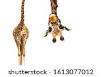 Fun cute upside down portrait of giraffe on white