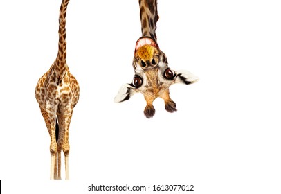 Fun cute upside down portrait giraffe white