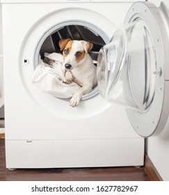 Fun Dog In Washer At Home