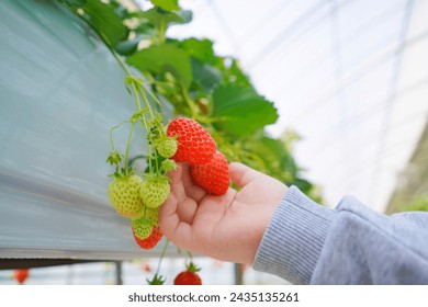 Fun and Enjoyable Strawberry Harvest Experience on the Farm - Powered by Shutterstock