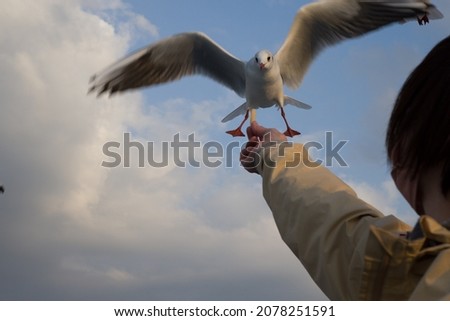 Fun feeding of seagulls on Shodoshima, Japan