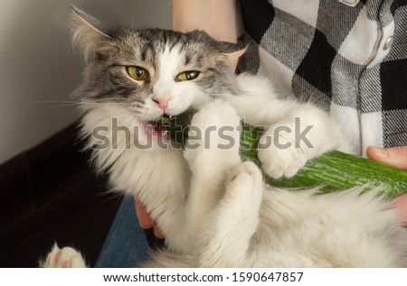 fun fluffy cat at female hands plays with cucumber eats it closeup view