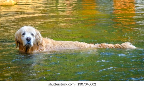 Fun Golden Retriever Dog Cooling Down In A Mud Puddle, Dog Playing In The Water.