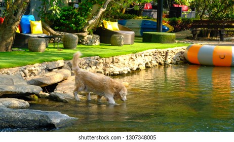 Fun Golden Retriever Dog Cooling Down In A Mud Puddle, Dog Playing In The Water.