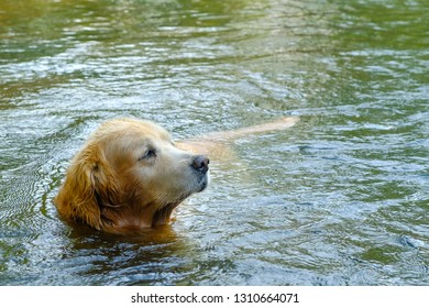 Fun Golden Retriever Dog Cooling Down In A Mud Puddle, Dog Playing In The Water.