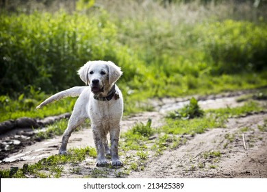 Fun Golden Retriever Dog Playing In The Mud 