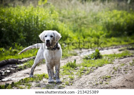Fun golden retriever dog playing in the mud 
