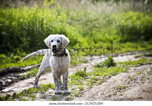 楽しい金色のレトリバー犬が泥遊び の写真素材 今すぐ編集