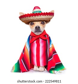 fun mariachi mexican chihuahua dog wearing a sombrero hat and red poncho, isolated on white background