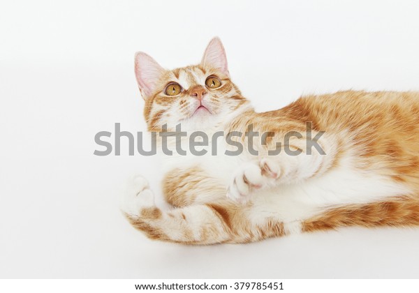 Fun Orange Tabby Cat On White Stock Photo Edit Now 379785451
