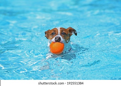 Fun in the pool - Jack Russell Terrier