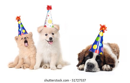 26,285 Birthday puppies Images, Stock Photos & Vectors | Shutterstock