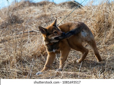 The fun puppy of laika is playing in a glade. The playful red pet is chasing his own tail. It is the Nordic Hunting Dog on a walk.