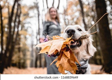 Fun walking in the autumnal park. Cropped image of golden retriever is holding a bouquet when  his owner in the background.