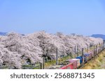 Funaoka Castle Park and Hitome Senbonzakura in spring
