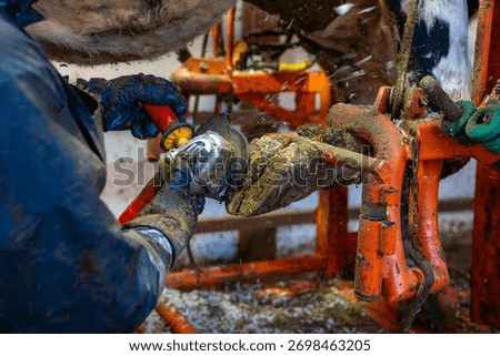 Functional trimming of cow's hooves in a machine on a farm.