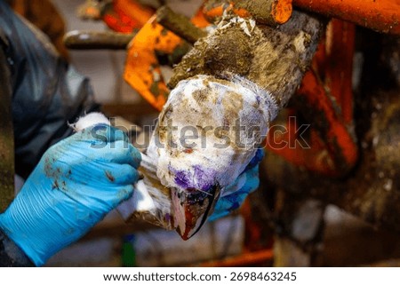 Functional trimming of cow's hooves in a machine on a farm.