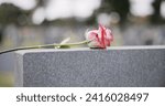 Funeral, cemetery and hands with rose on tombstone for remembrance, ceremony and memorial service. Depression, sadness and person with flower on gravestone for mourning, grief and loss in graveyard