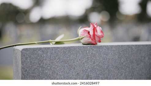 Funeral, cemetery and hands with rose on tombstone for remembrance, ceremony and memorial service. Depression, sadness and person with flower on gravestone for mourning, grief and loss in graveyard