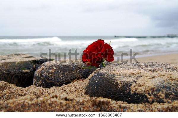 Funeral flower, lonely red\
rose flower at the beach, water background with copy space, burial\
at sea. Empty place for a text. Funeral symbol and Condolence card\
concept	