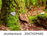 Funeral Heart sympathy. funeral heart near a tree. Natural burial grave in the forest. Heart on grass or moss. tree burial, cemetery and All Saints Day concepts	