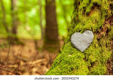 Funeral Heart sympathy or stone funeral heart near a tree. Natural burial grave in the forest. Heart on grass or moss. tree burial, cemetery and All Saints Day concepts	