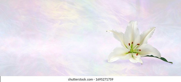 Funeral Wake Order of Service Lily Banner Background - white lily head against a subtle angelic ethereal gaseous pastel coloured background with copy space
