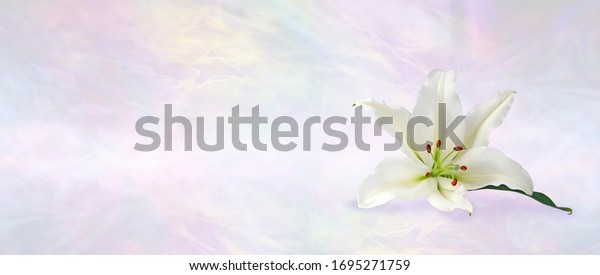 Funeral Wake Order of
Service Lily Banner Background - white lily head against a subtle
angelic ethereal gaseous pastel coloured background with copy
space
