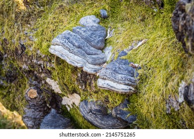 Fungai In Glen Tilt, Perthshire