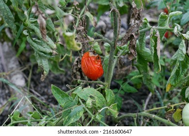 Fungal dangerous diseases of tomatoes, which affects representatives of nightshade especially potatoes. This disease is caused by pathogenic organisms position between fungi and protozoa gray spot - Shutterstock ID 2161600647