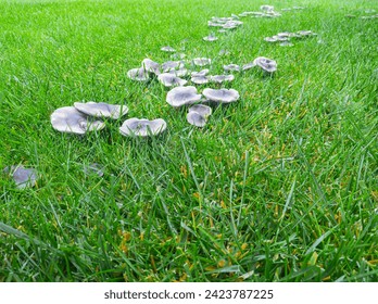 Fungal disease on a grass, bad lawn. Mushroom group in green grass.
