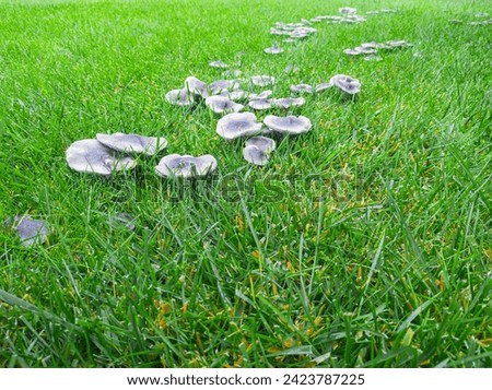 Fungal disease on a grass, bad lawn. Mushroom group in green grass. Foto d'archivio © 