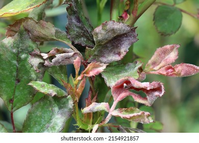 Fungal disease powdery mildew on a rose plant. White plaque on leaves and stems. Dry curled leaves. Plant Diseases. Close up.