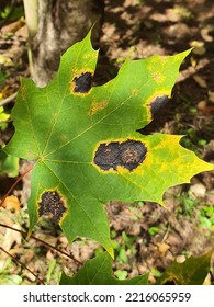 858 Maple Tree Disease Images, Stock Photos & Vectors | Shutterstock