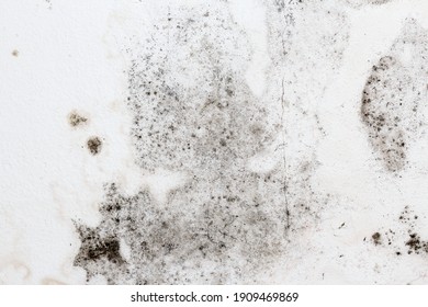 Fungal mold on an interior wall creating health problems for the home owners. Molds can thrive on any organic matter including ceilings, walls and floors of homes with moisture management problems. - Shutterstock ID 1909469869
