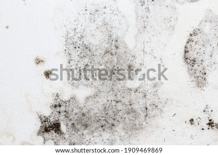 Fungal mold on an interior wall creating health problems for the home owners. Molds can thrive on any organic matter including ceilings, walls and floors of homes with moisture management problems.