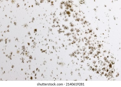 Fungal mold spots growing on white room wall