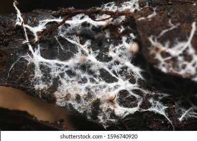 Fungal mycelium (Mycorrhizae) that provide symbiotic relationship between plants and fungi