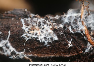 Fungal mycelium (Mycorrhizae) that provide symbiotic relationship between plants and fungi