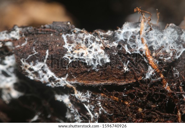 Fungal mycelium (Mycorrhizae) that\
provide symbiotic relationship between plants and\
fungi