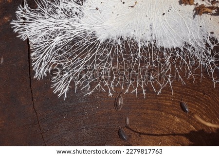 Fungal mycelium on surface of an old wooden salad bowl, lying outside. It consists of a mass of white, branching, thread-like hyphae. Woodlice. Dutch garden. March. Foto d'archivio © 