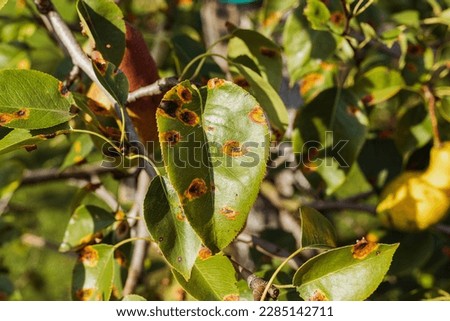 Fungal plant disease. Pear leaves affected by fungus Gymnosporangium sabinae, rust. Pear tree leaves with yellow disease spots, garden plant treatment concept